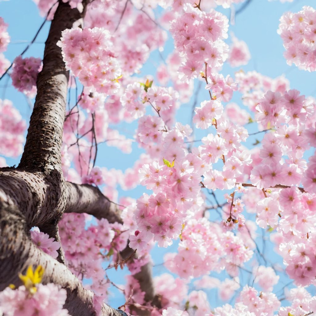 Spring Equinox, seasonal celebrations UK, London spring equinox events