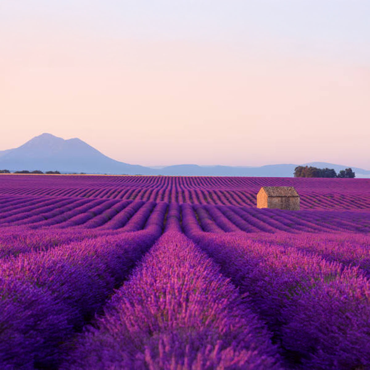 Mayfield lavender farm in 2025 delivers a clear picture